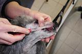 BROSSAGE DENTS 089